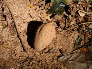 Fruit fallen from a tree